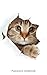 Password notebook: Small internet address and password logbook / journal / diary - Peekaboo cat cover (Cat lover's notebooks) by Keep Track Books