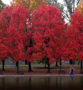 Maple Red (Acer Rubrum) Nice Garden Tree Seeds by Seed Kingdom Bulk 600 Seeds