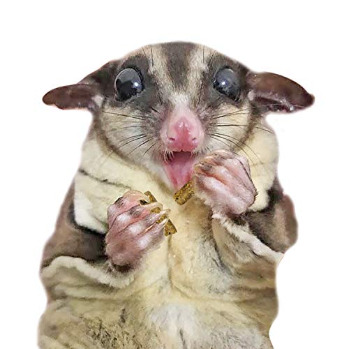 Exotic Nutrition Glider Complete High Protein Sugar Glider Food Buy