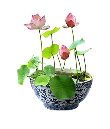 Alkarty Lotus Seeds (Black, Pack of 10)