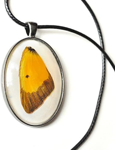 Orange Sulphur Butterfly in Resin Pendant - Colias eurytheme - Necklace - Nature Necklace - Forest Pagan Witchy Viking