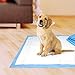 Four Paws Wee-Wee Superior Performance Unscented Pee Pads for Dogs & Puppies, Quilted Leak-Proof Dog Housebreaking Potty Training Floor Protection, 22