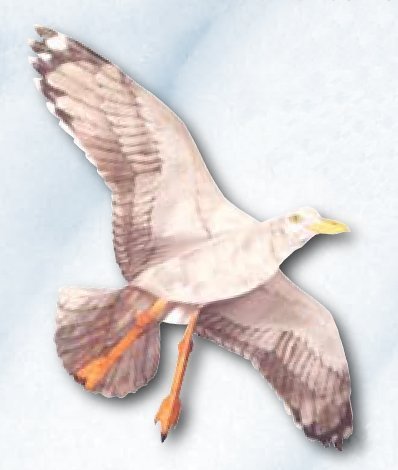 Jackite Sea Gull Kite, 42.5