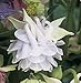 Granny's Lace Bonnet Columbine 15 seeds (Triple Flowered)