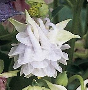 Granny's Lace Bonnet Columbine 15 seeds (Triple Flowered)