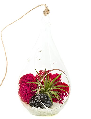 Bliss Gardens Mini Air Plant Terrarium with 5