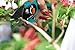 Gardena 8788 Comfort Vario Hand Pruner With 3/4-Inch Cut