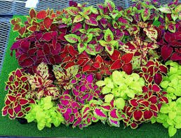 Divya seeds Coleus Rainbow Mixed Flower Seeds -50 Seeds Pack