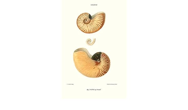 Amazon Com Nautilus Shell x30 Paper Poster Posters Prints