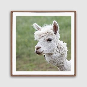 Framed Canvas Wall Art Alpaca Canvas Prints Home Artwork Decoration for Living Room,Bedroom - 16x16 inches