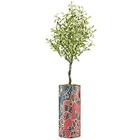 SIGNWIN Olive Tree with Red, Blue & Black Mandala Pattern Vase Geometric Shapes Minimalism Zen Relax/Calm Multicolor Ultra for Living Room, Bedroom, Office - X-Large 5 Feet (60