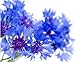 Cornflower Petals - Centaurea cyanus Loose Flower Petals from 100% Nature (1 oz)
