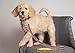 MINNESOTA VIKINGS Dog Leash, Large