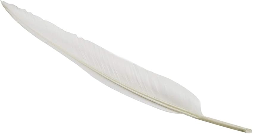 Amazon.com: Antique White Wing Feather 