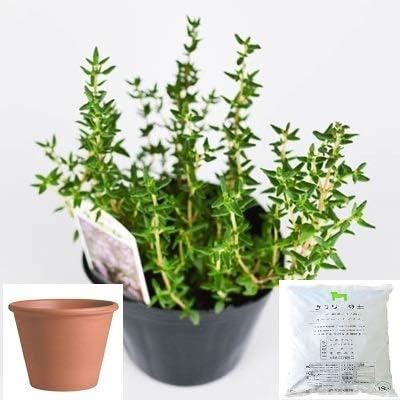 Amazon Co Jp コモンタイム 栽培 セット ハーブ テラコッタ 鉢 プランター 鉢受皿 付 ホビー