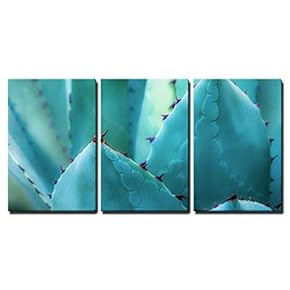 Sharp Pointed Agave Plant Leaves Bunched Together x3 Panels