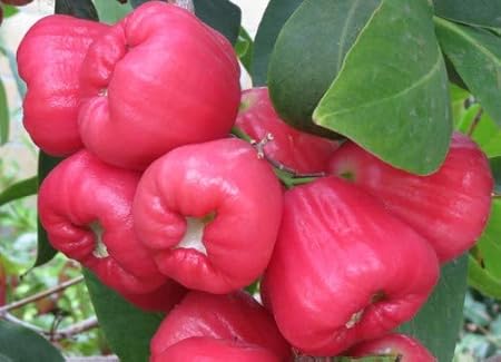 Golden Hills Farm High Yield Hybrid Rare Live Plant  Rose Water Apple  Tropical Tasty Fruit Seedling Plant - 1 Plant