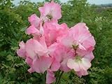 45+ Heirloom Strawberry Sunday Sweet Pea Seeds - DH Seeds - Heat Tolerant - UPC0742137106209 - 1 Plant Marker Included