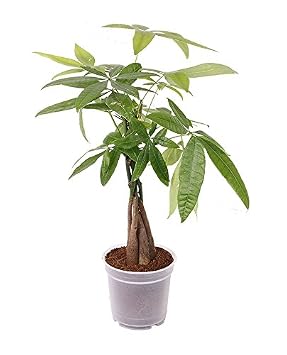 Buy Money Tree Pachira Online At Low Prices In India Amazon In