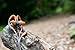 Yurbuds Explore Talk Gray/Orange Running Headphones
