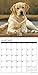 Just Yellow Labs 2018 Calendar