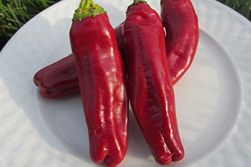 Organic Aleppo Pepper Seeds (Halaby Pepper, pul biber) 20+ Seeds by Ohio Heirloom Seeds Organic Aleppo Pepper Seeds (Halaby Pepper, pul biber) 20+ Seeds by Ohio Heirloom Seeds