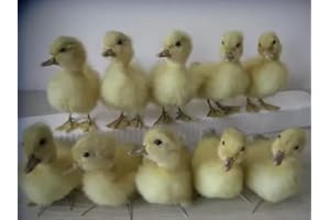 TTAMG TruBlu Supply Real Taxidermy Yellow Duck Duckling (One Piece) YD1 0