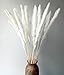 DongArts Natural Dried Pampas Grass, Phragmites Communis,Wedding Flower Bunch, 23” Tall for Home Decor (White)