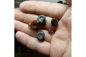 SOUTH SHORE RETAIL, LLC 10+ Baby to Adult Assorted Ramshorn Snails - Veteran Owned Small Business - Rams Horn