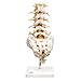 3B Scientific A74 Lumbar Spinal Column - 3B Smart Anatomy