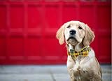 Unique style paws Dog Collar with Bowtie Durable Adjustable Bow Dog Collar view 5