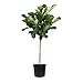 Fiddle Leaf Fig Live Tree - Beautiful! - 48