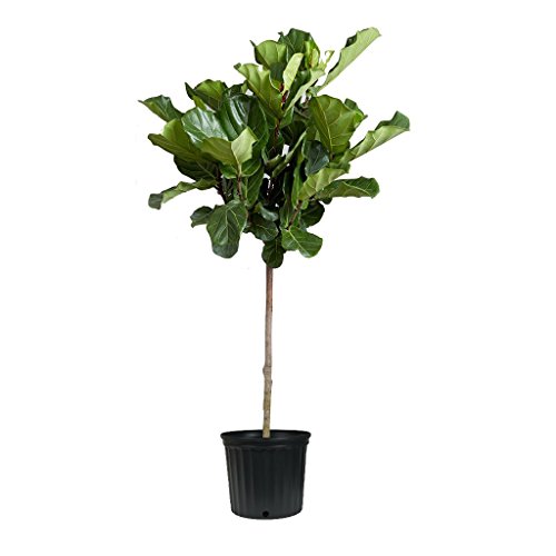 Fiddle Leaf Fig Live Tree - Beautiful! - 48