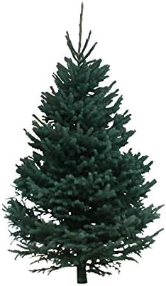 Hallmark Real Christmas Tree, Black Hills Spruce, 6 Foot To 7 Foot, No Stand