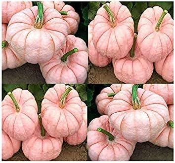 ANVIN GERMINATION SEEDS:(5) Porcelain Doll F1 Pink Pumpkin Seeds