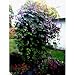 10 Purple Hyacinth Bean Seeds - Flower Vine