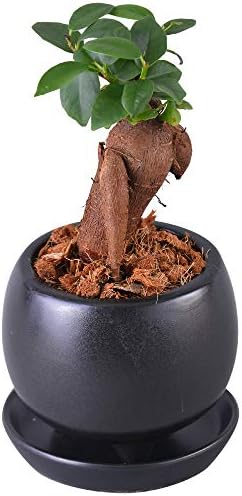 花のギフト社 ガジュマルの木 ガジュマル鉢植え 多幸の木 ガジュマル がじゅまる ミニ観葉植物 鉢皿