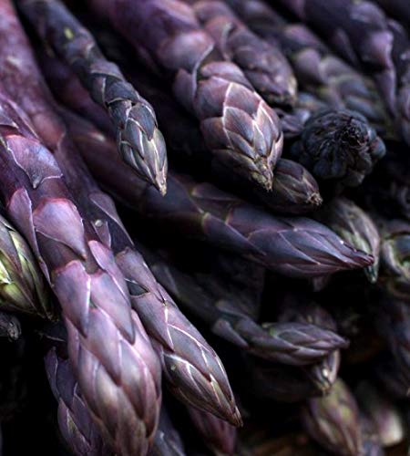 Purple Passion Asparagus Plants Crowns Roots Bare Root 50 Ea - Thumbnail 4