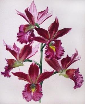 Purple Orchids