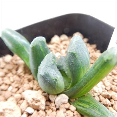 Amazon Naハオルチア 玉扇 グリーン玉扇錦 白帝城 多肉植物 ハオルチア 7 5cm 観葉植物 オンライン通販