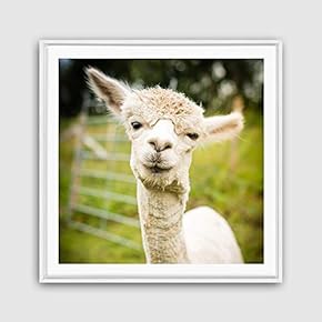Framed Canvas Wall Art Alpaca Canvas Prints Home Artwork Decoration for Living Room,Bedroom - 16x16 inches