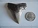 MEGALODON SHARK ANCESTOR, CARCHARODON ANGUSTIDENS FOSSIL SHARK TOOTH