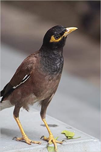 myna bird price