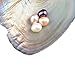 Nameo Wholesale 10pcs Akoya Oysters with Cultured Oval Pearls Inside Birthday Gifts (7.5-8mm)