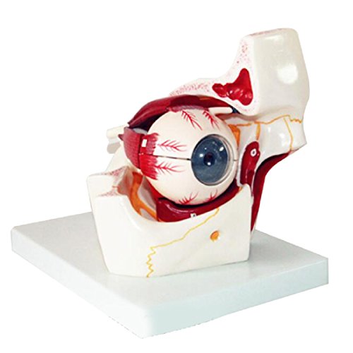 tinsay Human Eye Orbital Model Eyelid Medical Anatomy Eye Model with Orbit
