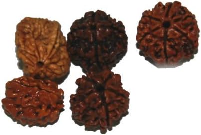 Green 2 You Rudraksha (5 cm x 5 cm x 2 cm, Brown)