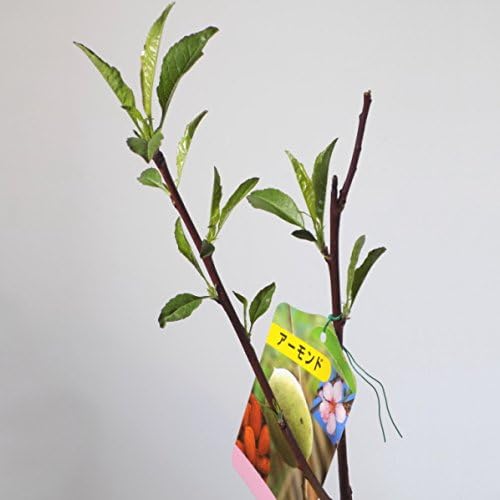 Amazon アーモンドの木 4号ポット 苗木 植木 Amazon アーモンドの木 4号ポット 苗木 植木