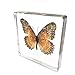 Real Butterfly Specimen Specimens Paperweight Paperweights Collection Display(3x3x0.6