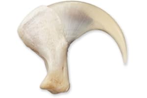 SKULLS UNLIMITED INTERNATIONAL Real Bobcat Claw (2.5cm)