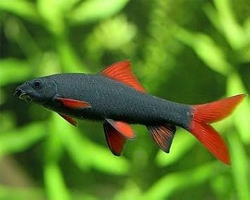 Amazon Com Aquarium Plants Discounts Rainbow Shark 2